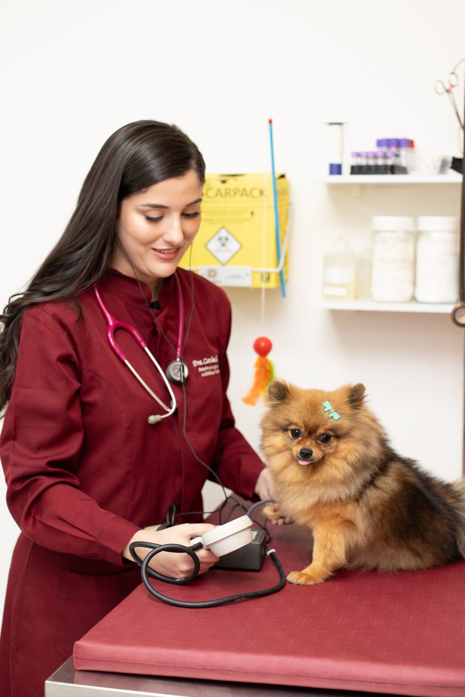 Dra. Carolina Martinelli medindo a pressão arterial de um cão